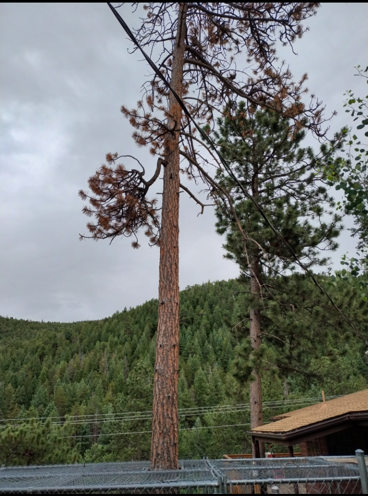 Ponderosa Pine Removal — Before
