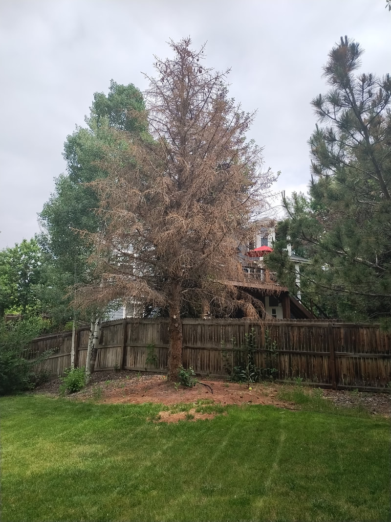 Spruce Tree Removal — Denver — Before