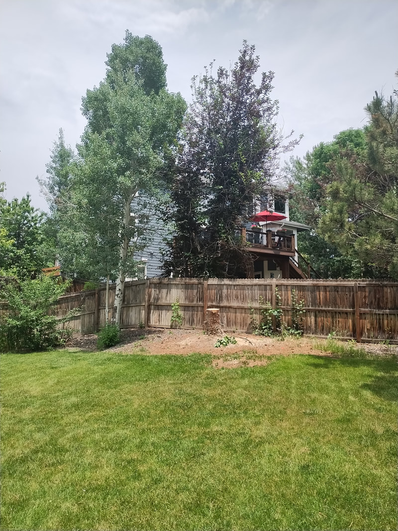 Spruce Tree Removal — Denver — After