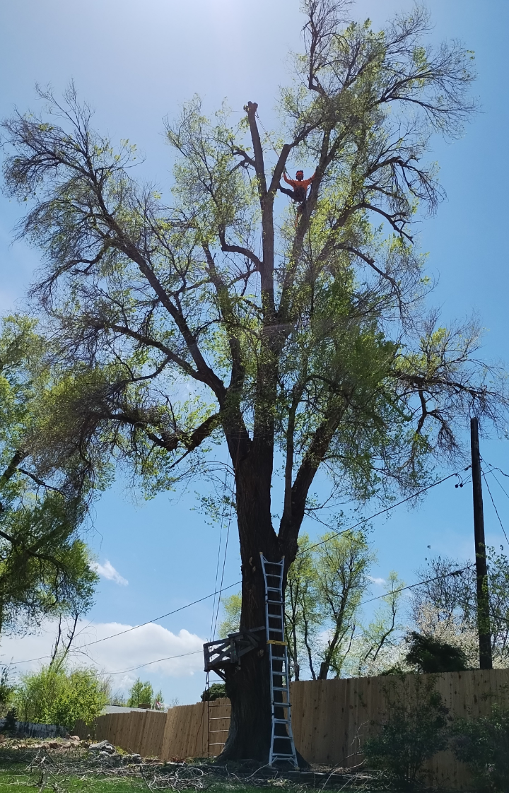 100+ Foot Dutch Elm Reduction — Before